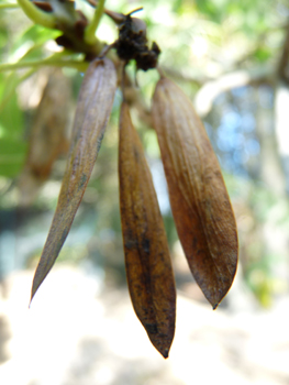 Graines atteignant le milieu du fruit et se présentant sous forme de grappes de samares marcescentes. Agrandir dans une nouvelle fenêtre (ou onglet)